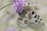 HD Apollo Silk Butterfly Picture Desktop Wallpaper