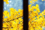 Yellow ginkgo leaf picture mobile wallpaper
