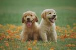 Golden Retriever Pictures