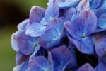 Blooming blue hydrangeas pictures desktop wallpaper