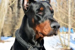 Doberman Pinscher Pictures Doberman Pinscher Pictures