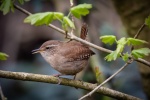 Birds Wren Pictures