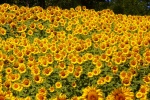 Sunflowers in the sun pictures desktop wallpaper
