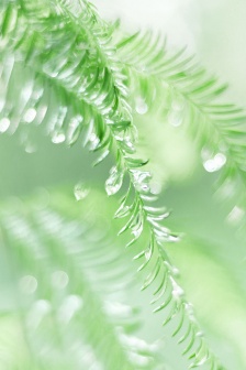 Eye protection small fresh mobile wallpaper pictures