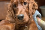 Lively Irish Setter Pictures