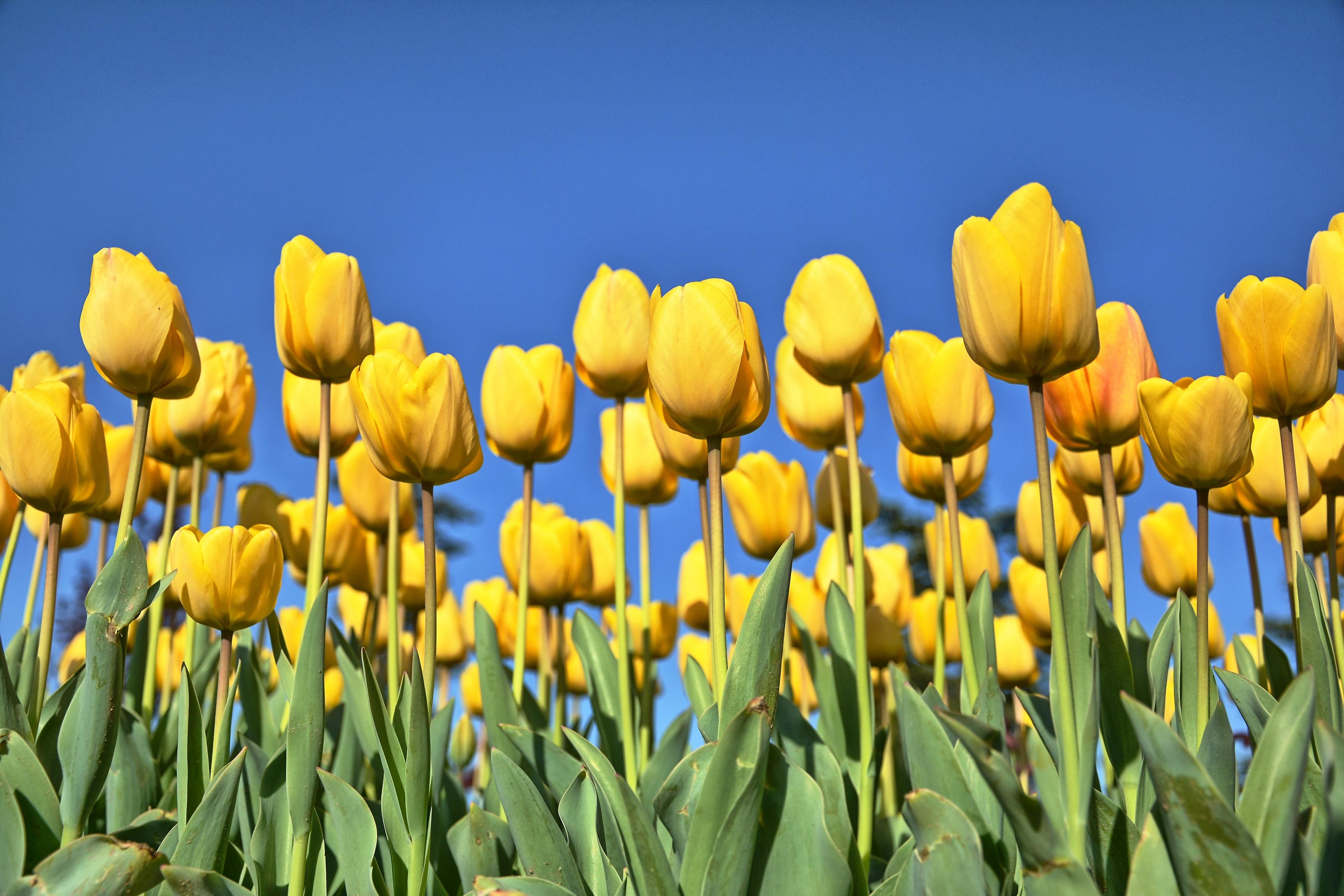 阳光下盛开的黄郁金香花 - 免费可商用图片 - CC0素材网