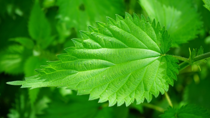 HD Nettle Picture Desktop Wallpaper
