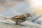 Chirping gray sparrow pictures
