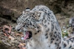 Fierce snow leopard pictures