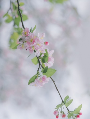 Xifu Begonia picture mobile wallpaper