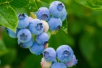 HD blueberry picture desktop wallpaper