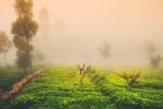 Tea garden scenery in morning fog desktop wallpaper picture