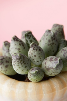 Seal blisters and fleshy pictures