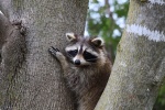Cute little raccoon pictures