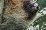 Sloth Pictures Cute Sloth Pictures