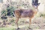 Cute red deer pictures