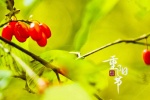 Double Ninth Festival dogwood picture desktop wallpaper