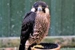 Peregrine Falcon Picture Desktop Wallpaper