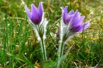 HD Wildflower Pulsatilla Pictures Desktop Wallpaper