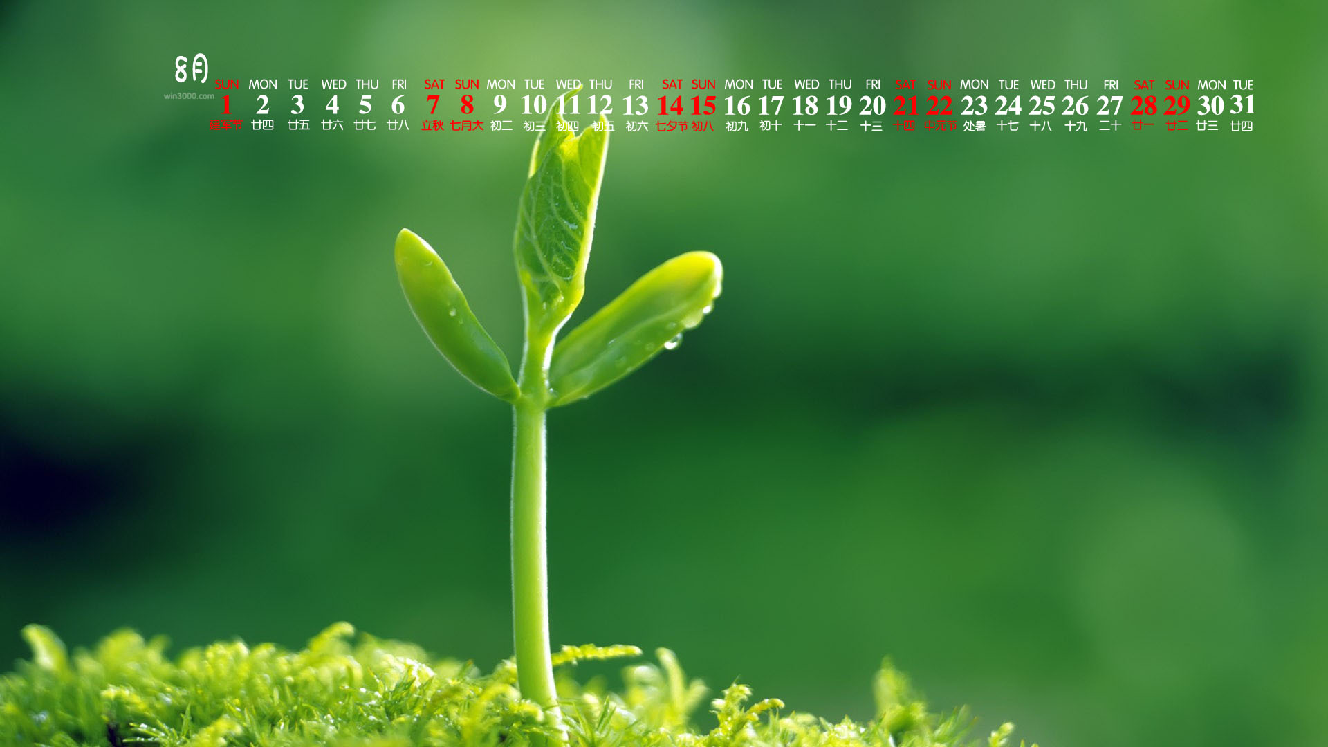 2021年8月绿色植物护眼高清日历壁纸