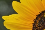 Sunflower sunflower mobile wallpaper