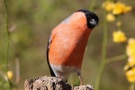 HD bullfinch pictures desktop wallpaper