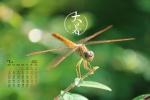 July 2021 summer desktop calendar wallpaper