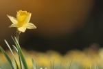 HD Narcissus Pictures Desktop Wallpaper