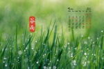 2020年5月穀雨清新綠色護眼日曆壁紙