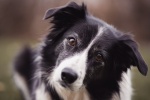 HD border collie pictures desktop wallpaper