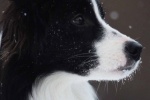 Cute border collie mobile wallpaper picture
