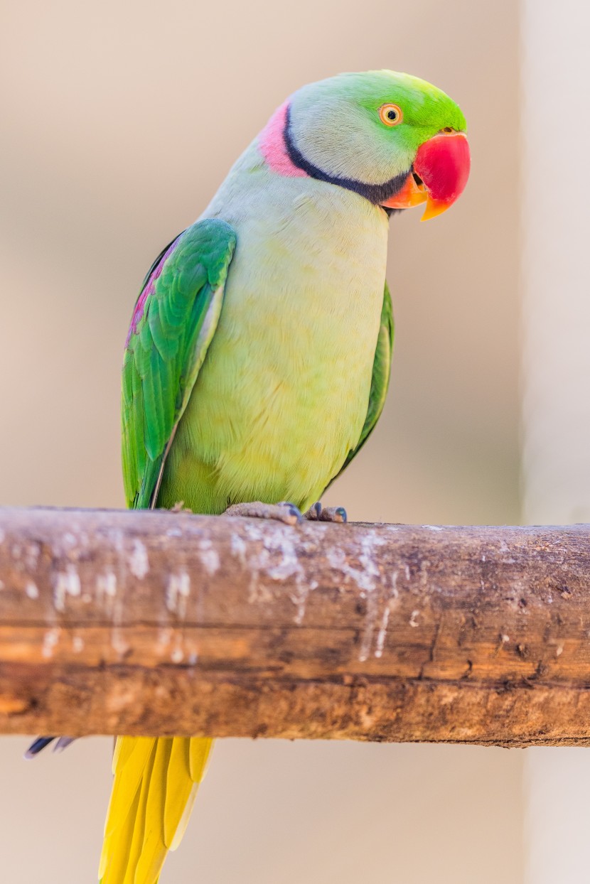 可爱的红领绿鹦鹉图片