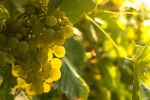 Sweet and sour grapes pictures desktop wallpaper