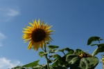 yellow sunflower pictures