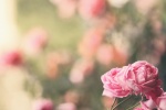 Mother's Day beautiful carnation flowers pictures desktop wallpaper