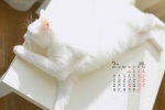 July 2021 Cute Cat Desktop Calendar Wallpaper