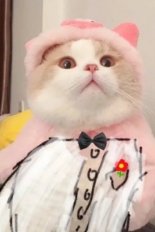 Cute and cute cat avatar pictures