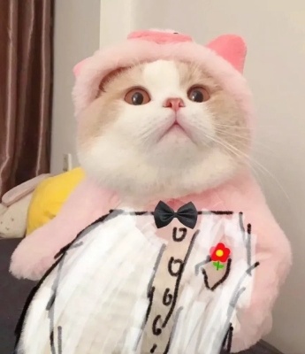 可爱又很萌的萌宠猫咪头像图片