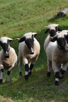 瓦萊黑鼻羊圖片