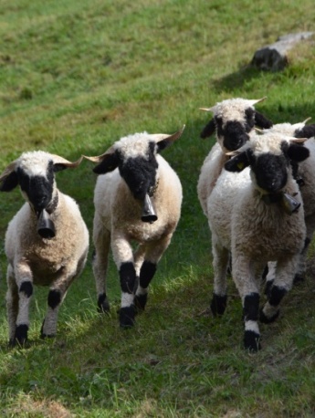 Valais black nose sheep pictures