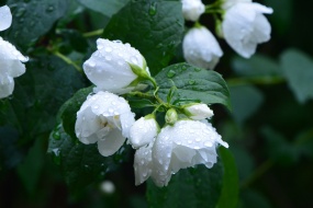 HD jasmine pictures desktop wallpaper