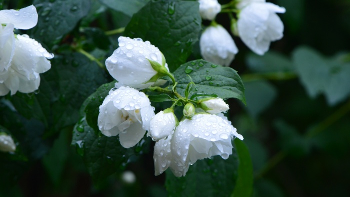 HD jasmine pictures desktop wallpaper