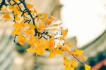 September 9th Double Ninth Festival ginkgo leaves picture wallpaper