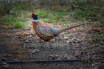 Beautiful pheasant pictures
