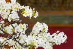 Spring pear blossom pictures