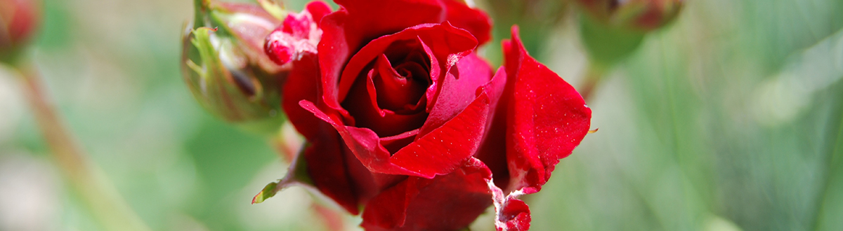 rose desktop wallpaper