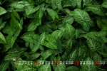 Eye-protecting green leaves desktop calendar wallpaper for May 2022