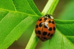 Bright ladybug pictures