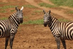 wild zebra pictures