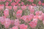 Pink tulip pictures mobile wallpaper
